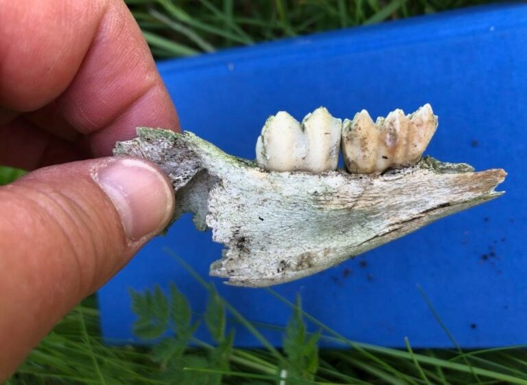 Flere rester etter rein ble funnet i sprekker under det som på folkemunne kalles for Finnsteinan. Foto: Inger Unstad