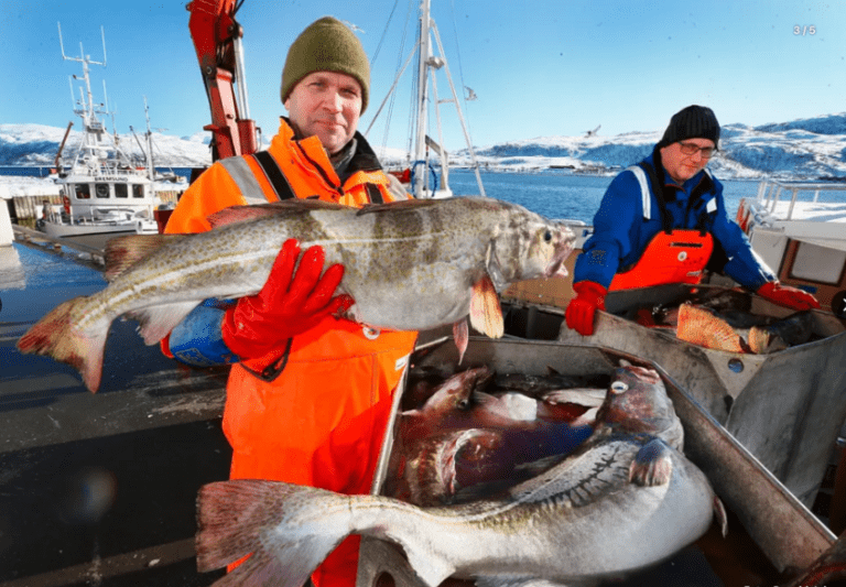 Etter år med henvendelser fra både fiskere og fiskeindustri vil Norges Råfisklag teste ut muligheten for å kunne auksjonere ut fersk fisk. Foto: Ronald Johansen