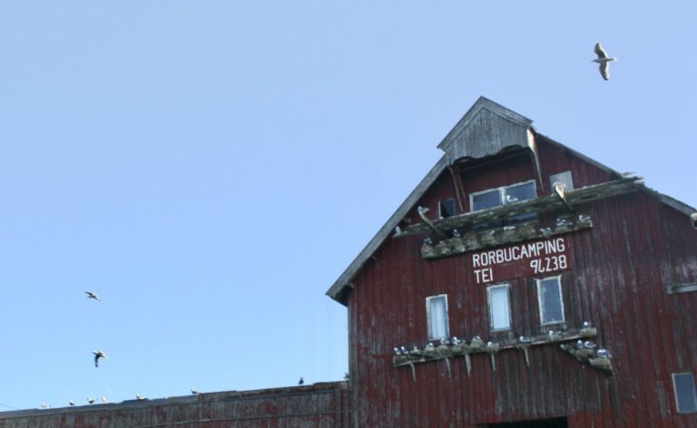 Nilsenhuset på Kårøya er fast reirplass for krykkjer på Røst. Krykkje-bestanden er på rødlista.