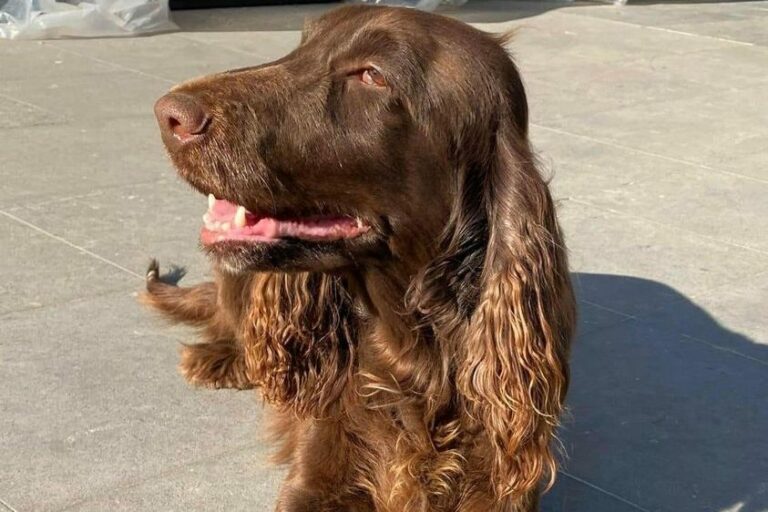 Ti år gamle Moon har vært savnet siden bilulykken på Kilan 25 juli.